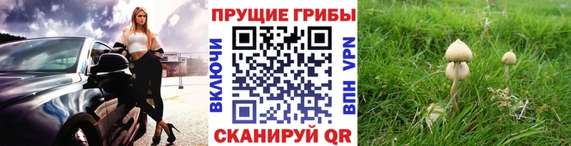 как найти закладки  Терек  Псилоцибиновые грибы Psilocybine cubensis 